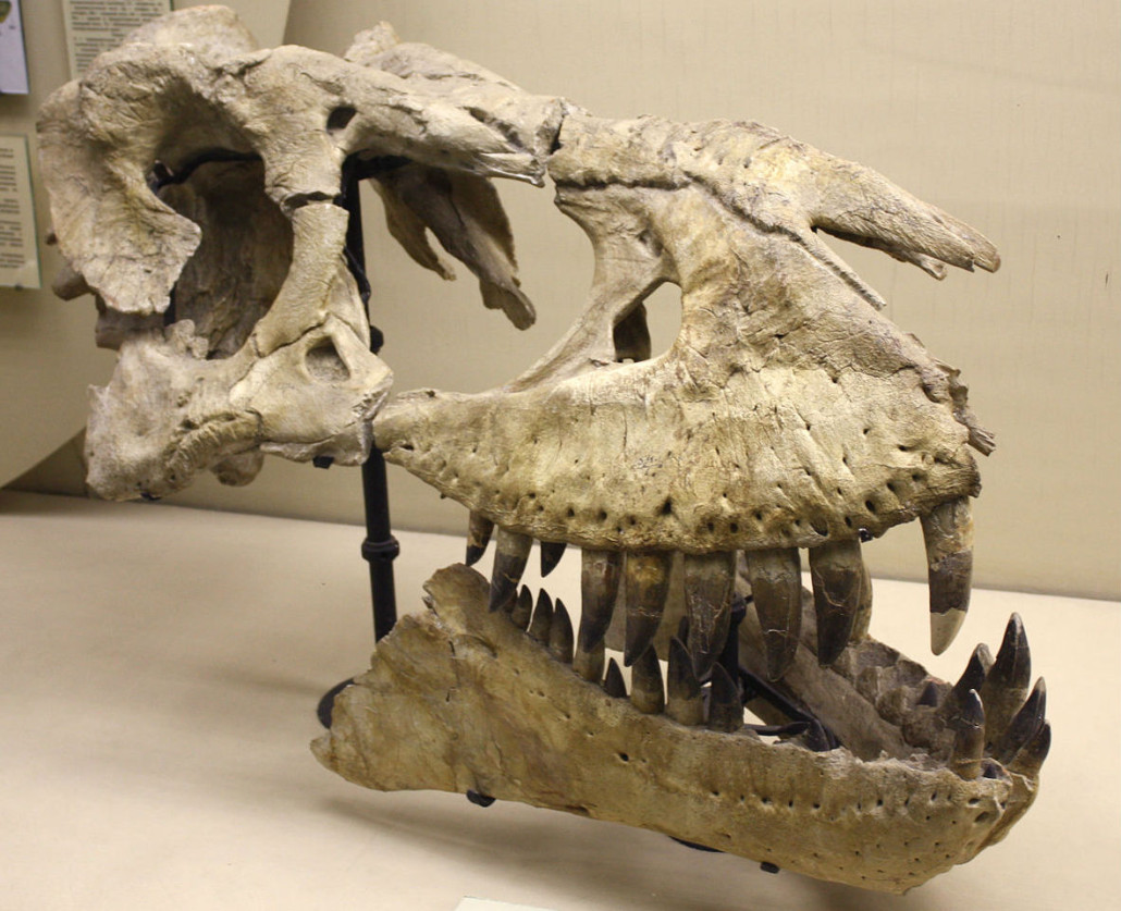 Partial Tarbosaurus bataar holotype (PIN 551-1) skull at a Moscow museum. Image by Pavel Bochkov. This file is licensed under the Creative Commons Attribution-Share Alike 2.0 Generic license.