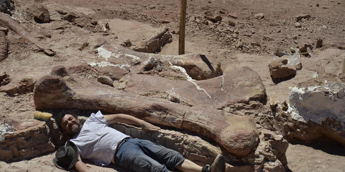 A team member is dwarfed by a bone of the gigantic dinosaur unearthed in Patagonia. Image courtesy of Dr. Alejandro Otero